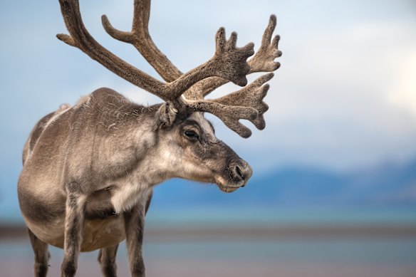 Facing a Trump tariff - a reindeer of Svalbard.