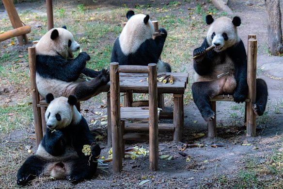 Giant pandas eat bamboo shoots around a table at a zoo in southwest China’s Chongqing Municipality.