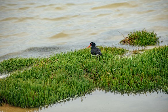 A pied oystercatcher, perched amidst the coastal samphire.