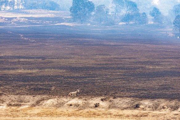 A sheep after the bushfire near Longwood East, Victoria.