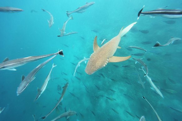 A snorkelling excursion is a must to explore the nearby reef.