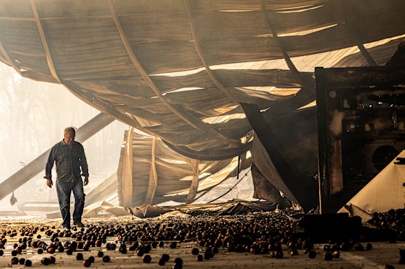Brian Nunn picks his way through thousands of burned apples at the Harcourt Cooperative Coolstore.