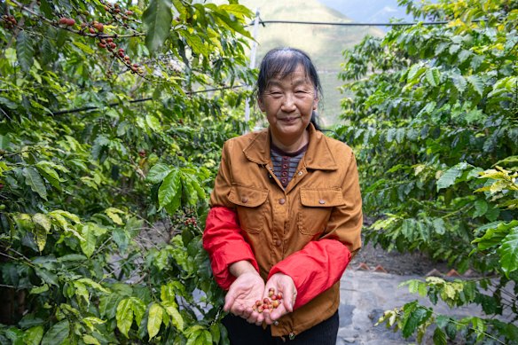 A Zhukula villager with fresh coffee cherries.