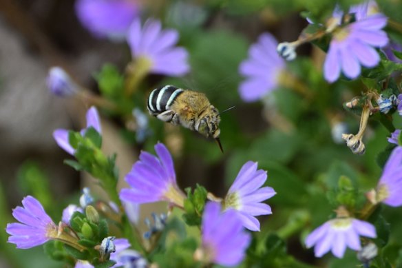 The mighty blue-banded bee, both useful and decorative