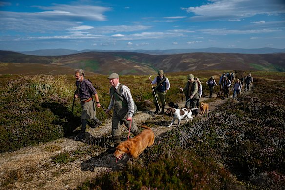 Members of a shooting party walk in the hills of the Angus Glens on the opening day of the grouse shooting season in Kirriemuir, Scotland.