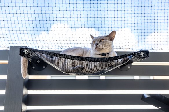 Lyndall Jones’ cat George on his catio.