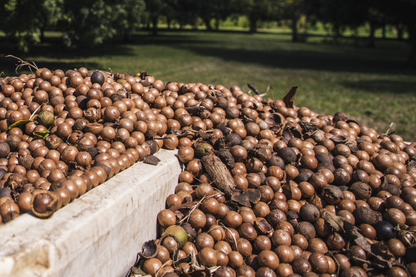 Hawaii has 600+ macadamia seed  farmers, but “Hawaiian nuts” besides  travel  from Australia and different   countries.