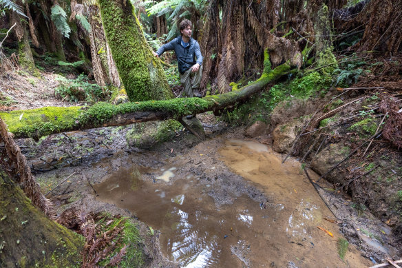 Scientist Alex Maisey in Sherbrooke Forest in the Dandenongs in 2023.