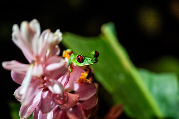 A red-eyed tree frog in Gamboa, Panama.