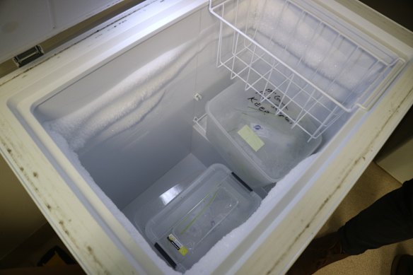 Donated hail is collected then stored in a chest freezer at the University of Queensland, known as the hail library.