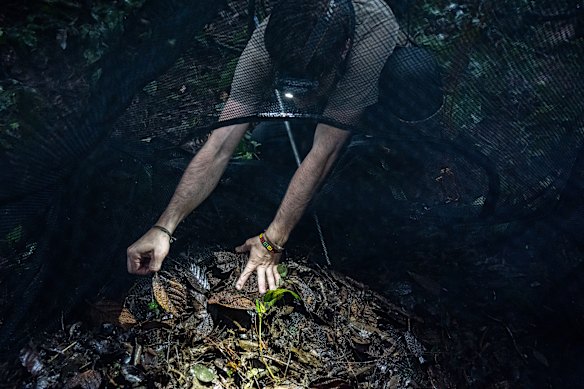 Nate Weisenbeck, a research intern with the Panama Amphibian Rescue and Conservation Project, checks how two released Pratt’s rocket frogs are acclimatising.