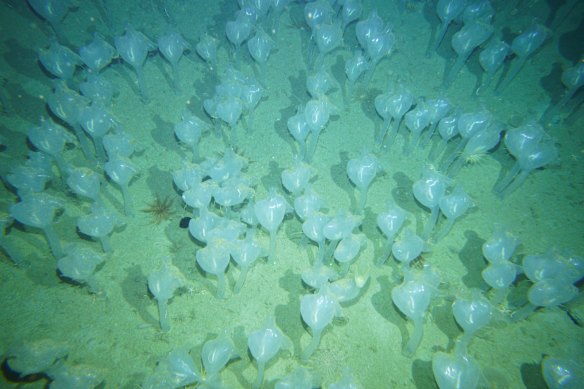 A field of “glass tulips”, a type of sea squirt, on the sea floor in the Cook Glacier region.