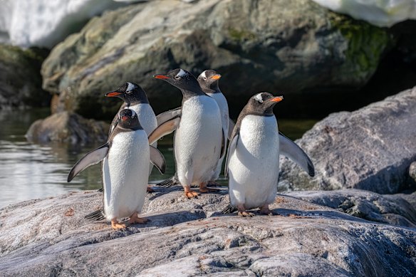 The penguins are everywhere (these are gentoo penguins), but nobody ever tires of them.