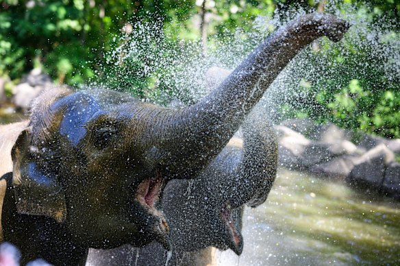 Elephant Pang Pha (left) and her daughter Anchali enjoy a cold shower at Berlin Zoo on Monday.