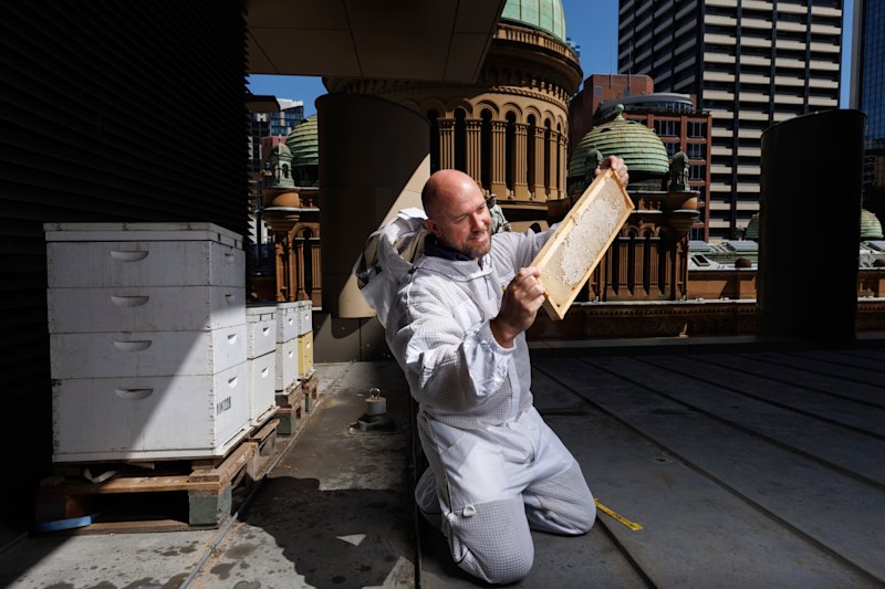 Beekeeper Andrew Wilson, of Snives Hives, inspects honeycomb on the Hilton Hotel’s rooftop.