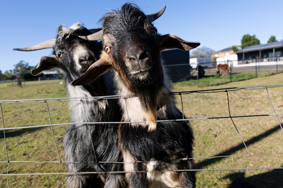 Goats graze on a small plot in Camden, but are well fed by local children.