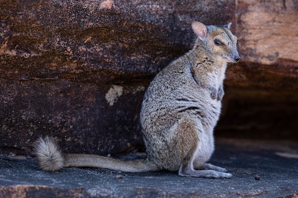 Monjons, native to the Mitchell Plateau region of the Kimberley, are the smallest of the rock wallaby species.