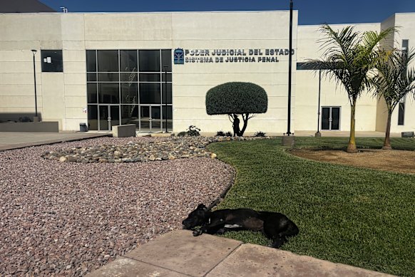 A stray dog outside the courthouse in Ensenada, Mexico, where the trial of the men accused of murdering the Robinson brothers has taken place.