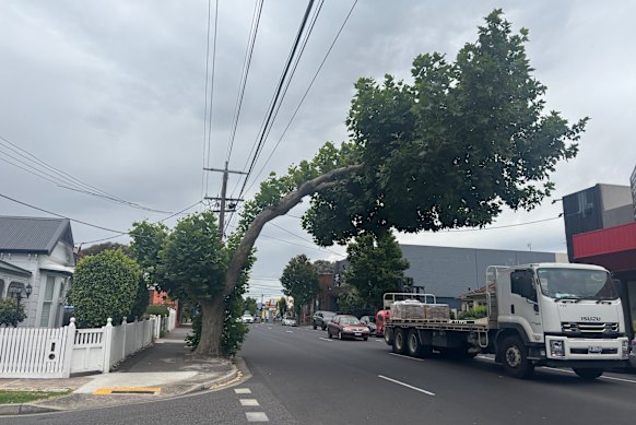 A tree in Coburg that has been heavily pruned to meet power line clearance regulations.