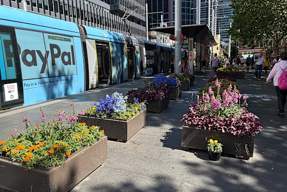 Some of the new planter boxes in George Street.