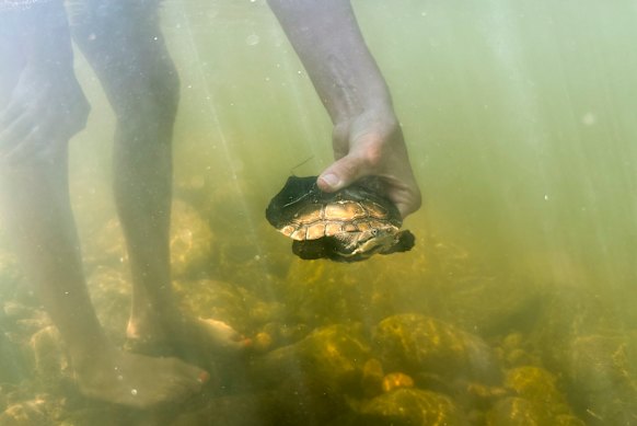 One of the Manning River turtles that were successfully bred at Aussie Ark.