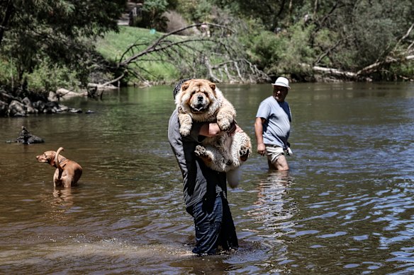 Elyasi Elyasi takes his dog Teddy for a swim to cool off in Warrandyte.