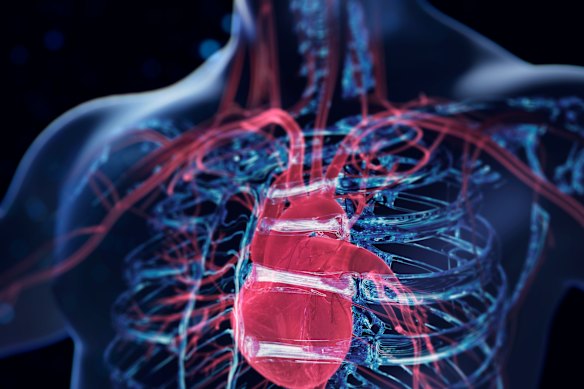 Research shows that when you take care of your cardiovascular health, it benefits your whole body, including your brain.