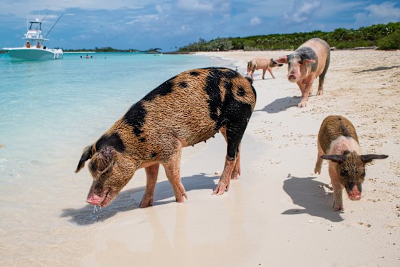 In the Bahamas, feral pigs that fancy a swim in the warm waters of the Caribbean have become an unintended tourist drawcard.