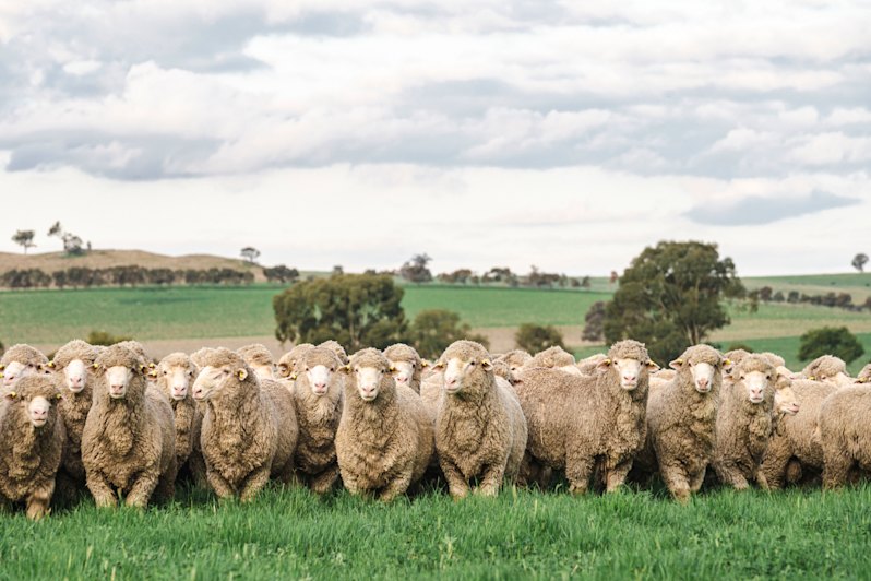 The offering includes two studs, breeding Merino and White Suffolk sheep for wool and meat.
