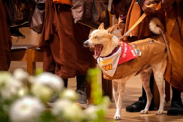 Aloka, a companion dog with Buddhist monks who are participating in a Walk For Peace, yawns during an event at the Washington National Cathedral in Washington.