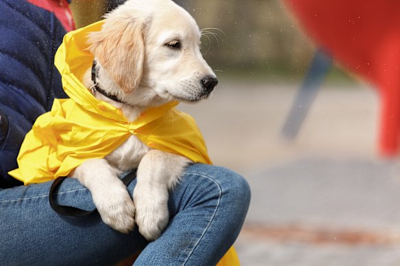 You don’t have to know a lab to love a lab in a yellow raincoat. 