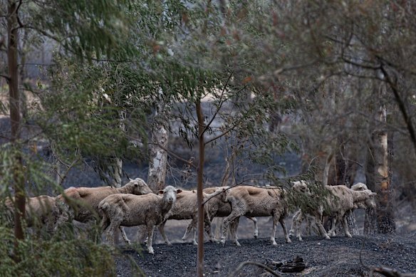 Sheep wander across burnt ground near Longwood. 