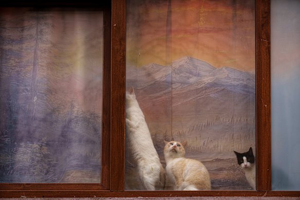 Cats sit in front of a window blind with a landscape painting printed on it in Bucharest, Romania.