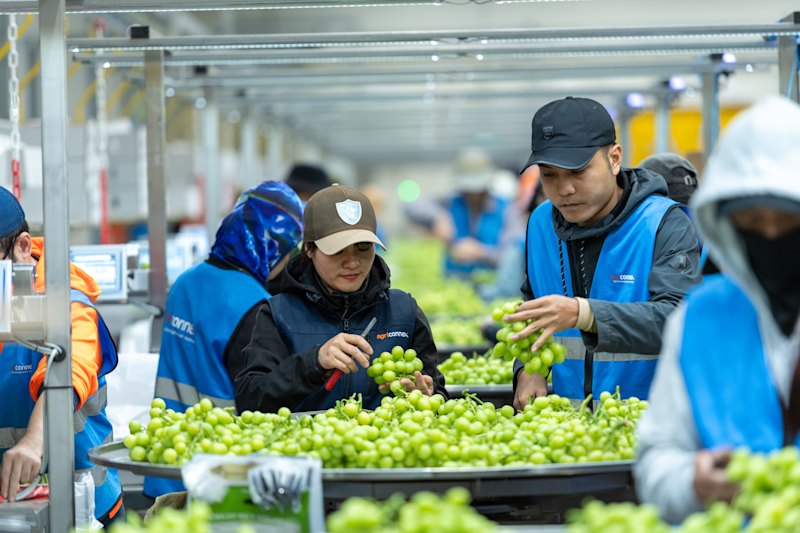 Inside the packing facility at Talia Farms, which has become a high-tech operation.