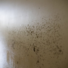 Black mould is another potential flood hazard.