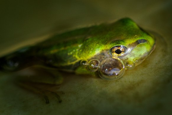 A green and golden bell frog at the sanctuary on a former industrial site in Greenacre.