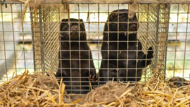 Minks in cages on a farm in Gjol, Denmark.