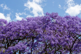 Jacarandas are starting to bloom: McDougall street in Sydney’s Kirribilli.