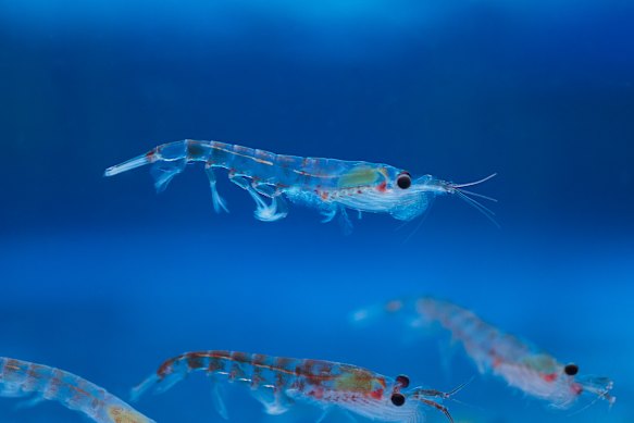 Krill in blue water in Antarctica. Krill larvae rely on sea ice.