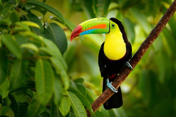 The Boca Tapada wilderness area of Costa Rica teems with wildlife including keel-billed toucans such as this one.  
