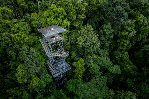 Tropical north Queensland rainforests, like Wooroonooran National Park, are showing signs of a shift from carbon absorption to a source of it (file image).