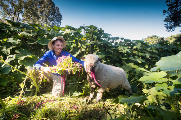 Simeon Ash gets some help gardening in the pumpkin patch at Collingwood Children's Farm.