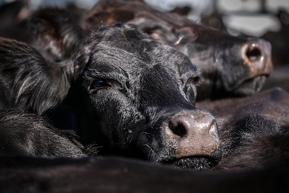 China’s quotas are the latest hit for Australian beef farmers, but cattle shortages in the US have ensured prices remain near record highs.