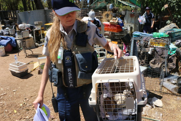 An RSPCA WA inspector carries a crate containing quails from the property.