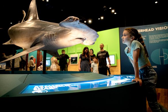 Sharks was one of the museum’s most popular exhibitions.