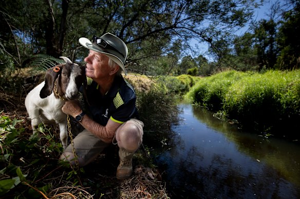 Colin Arnold from Graze Away has been grazing his goats on the Mullum Mullum Creek in Ringwood reducing weeds; however, the council is now ending the popular initiative due to costs. The shorter grass has encouraged the native reeds to grow and frogs to return along with platypus, and rakali (Australian water rat). 