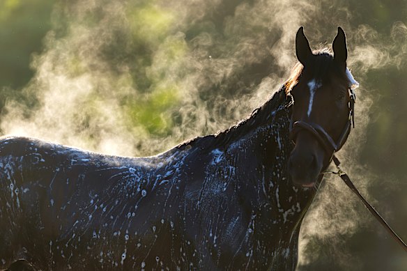 Steam rises from Golden Tempo after a morning workout, before the 158th running of the Belmont Stakes at Saratoga Race Course in Saratoga Springs, New York.
