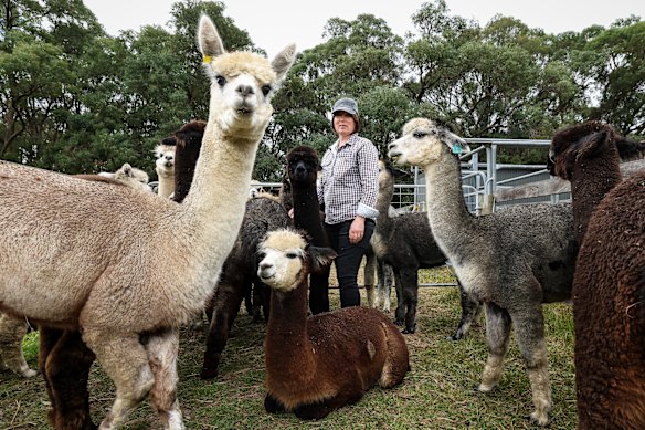 Alpaca farmer Jodi Ramadge on her farm at Yellingbo. More farmers are raising alpacas for wool, meat and to protect their flocks of sheep.
