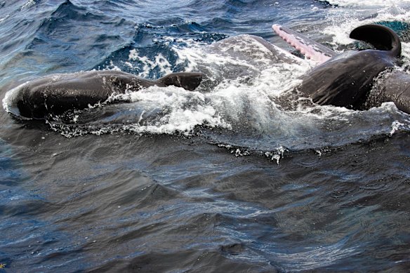 A newborn sperm whale filmed off the coast of Dominica in the Caribbean in 2023.