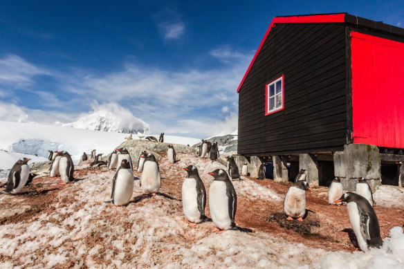 Gentoo penguins at Port Lockroy, Antractica.